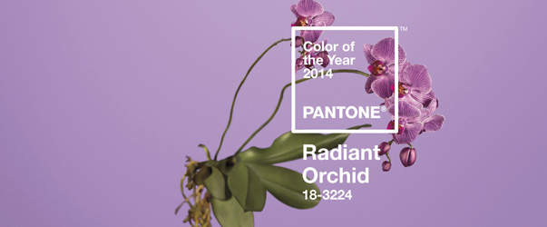 orchidee-radiant